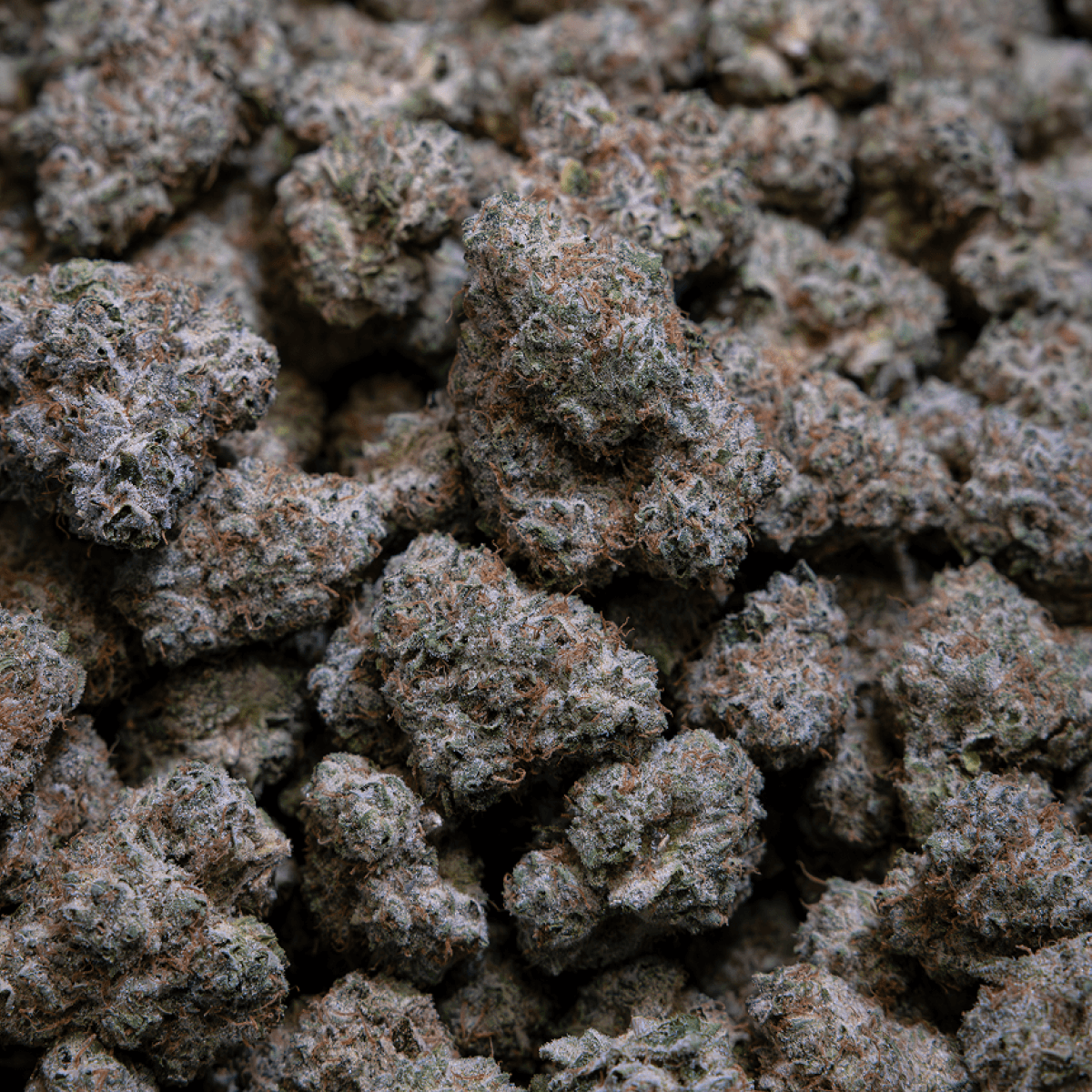 28/1 IUVO KC OJ Zainbow