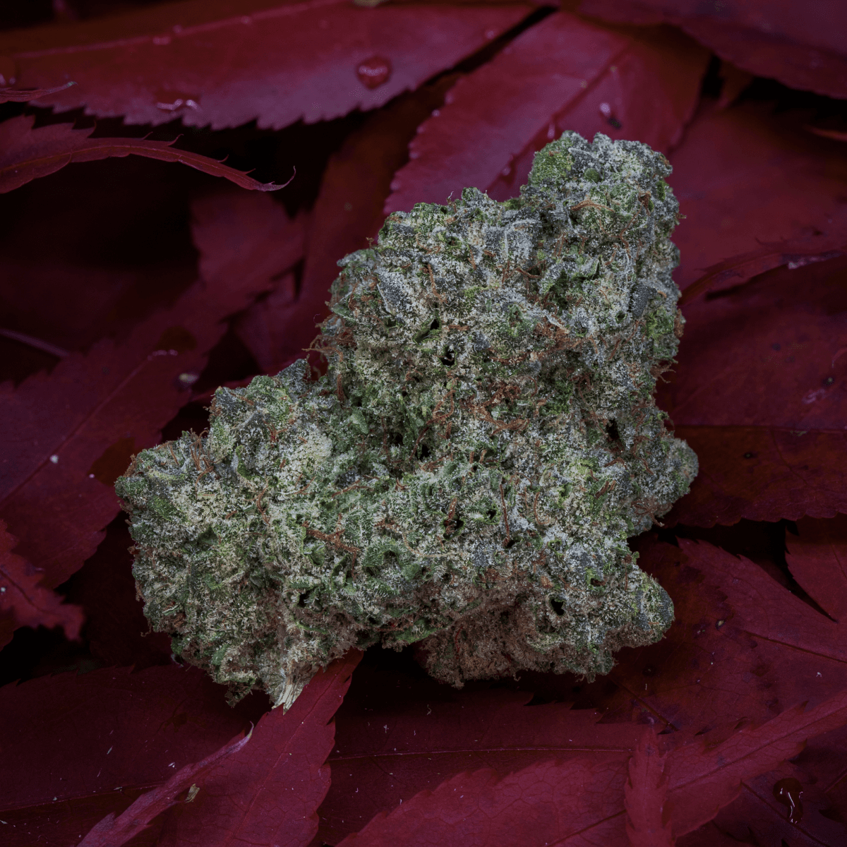 28/1 IUVO KC OJ Zainbow