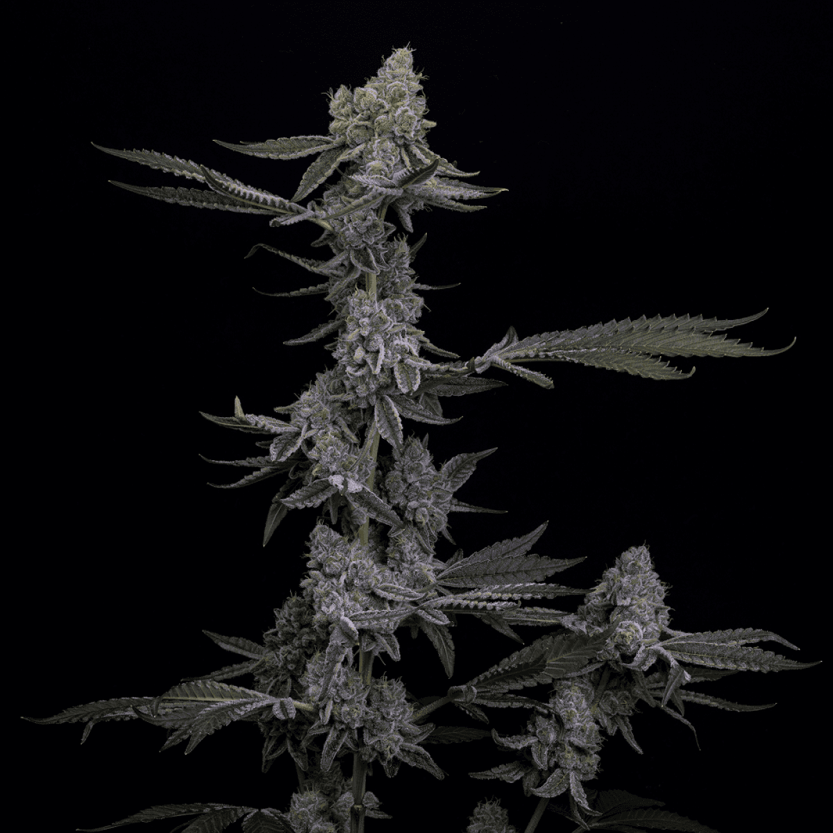 28/1 IUVO KC OJ Zainbow