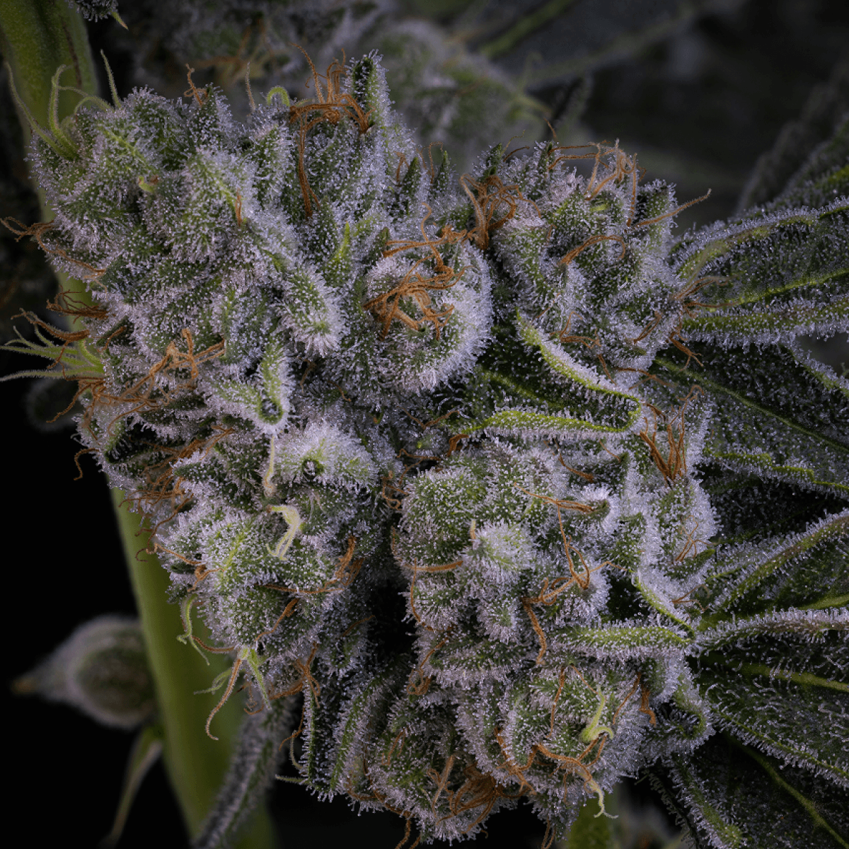 28/1 IUVO KC OJ Zainbow