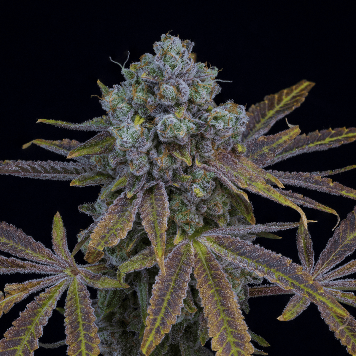 28/1 IUVO KC OJ Zainbow