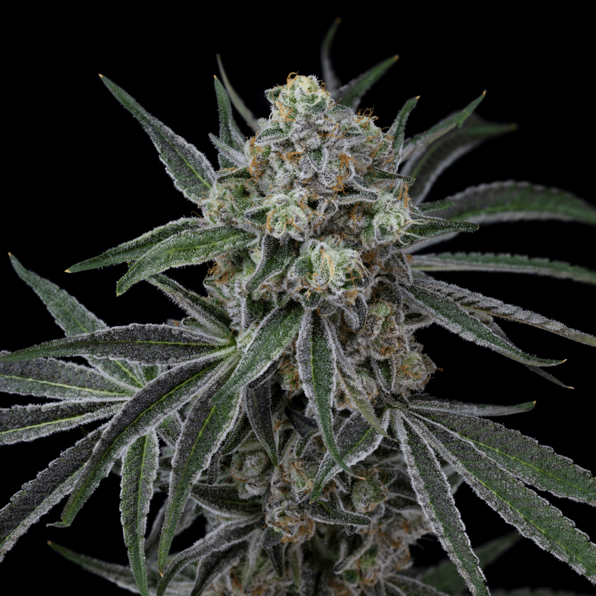 28/1 IUVO KC OJ Zainbow