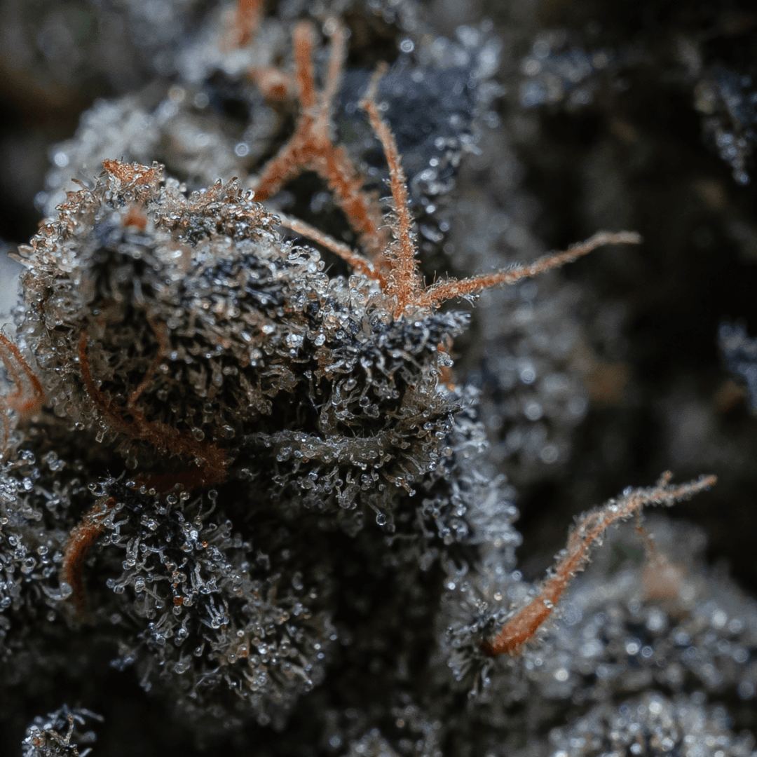 29/1 IUVO SQ Apples & Bananas