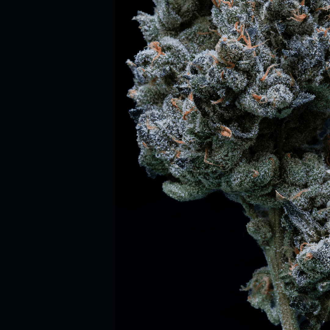 29/1 IUVO SQ Apples & Bananas