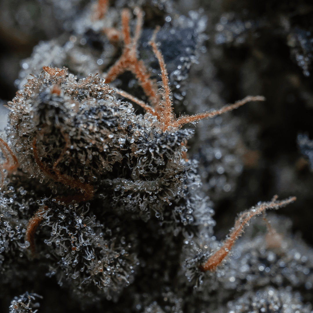 30/1 IUVO SQ Apples & Bananas