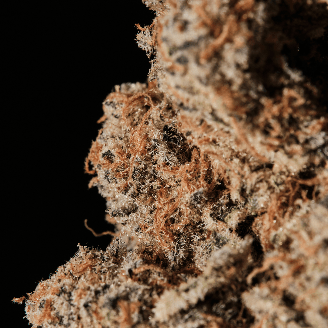 420 Evolution 25/1 CA CAP