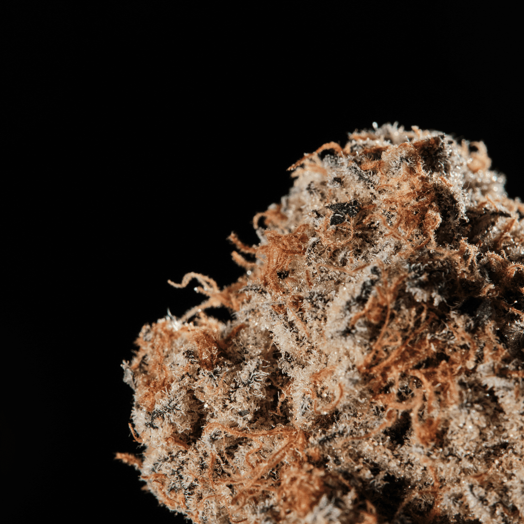 420 Evolution 25/1 CA CAP