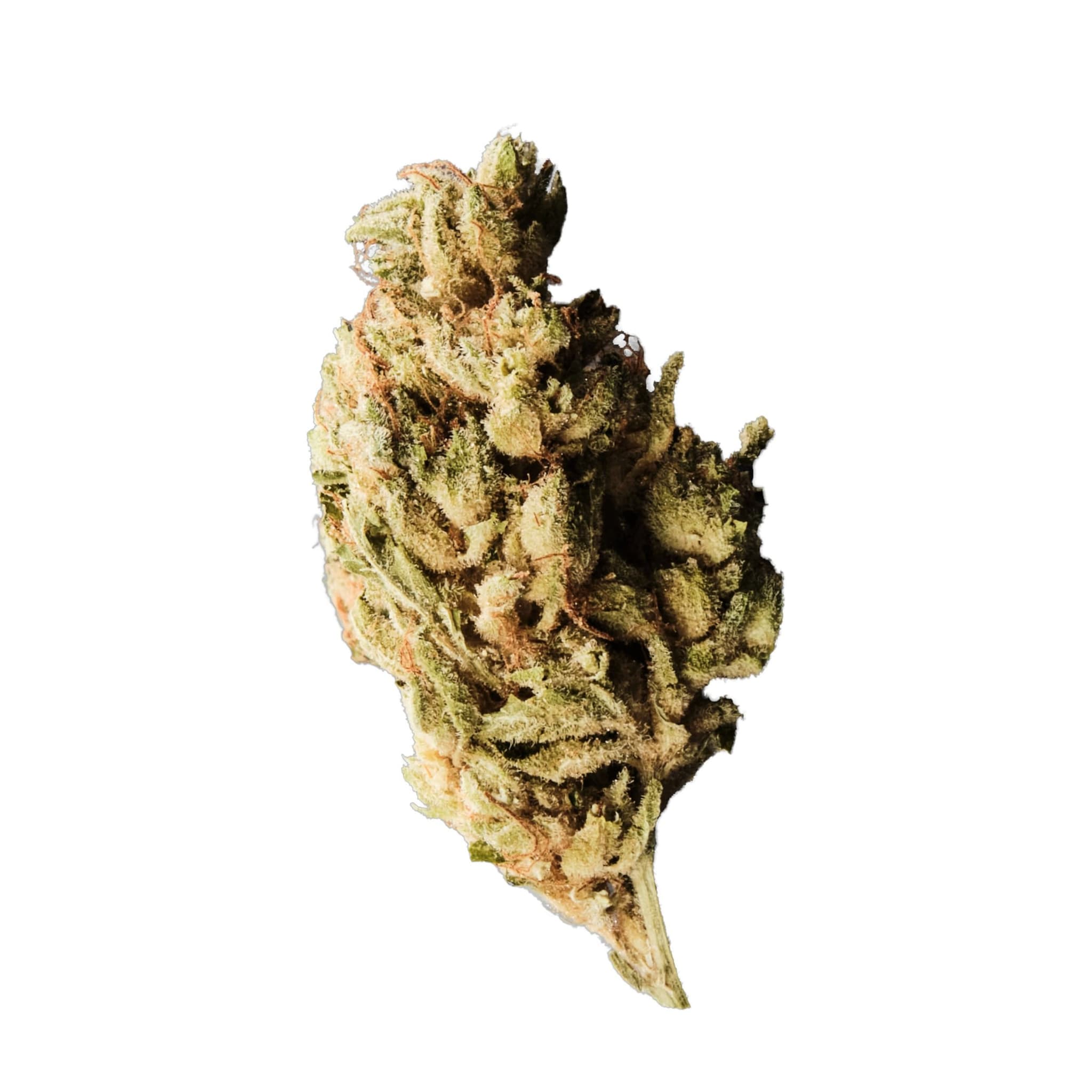 420 EVOLUTION 25/1 BUL