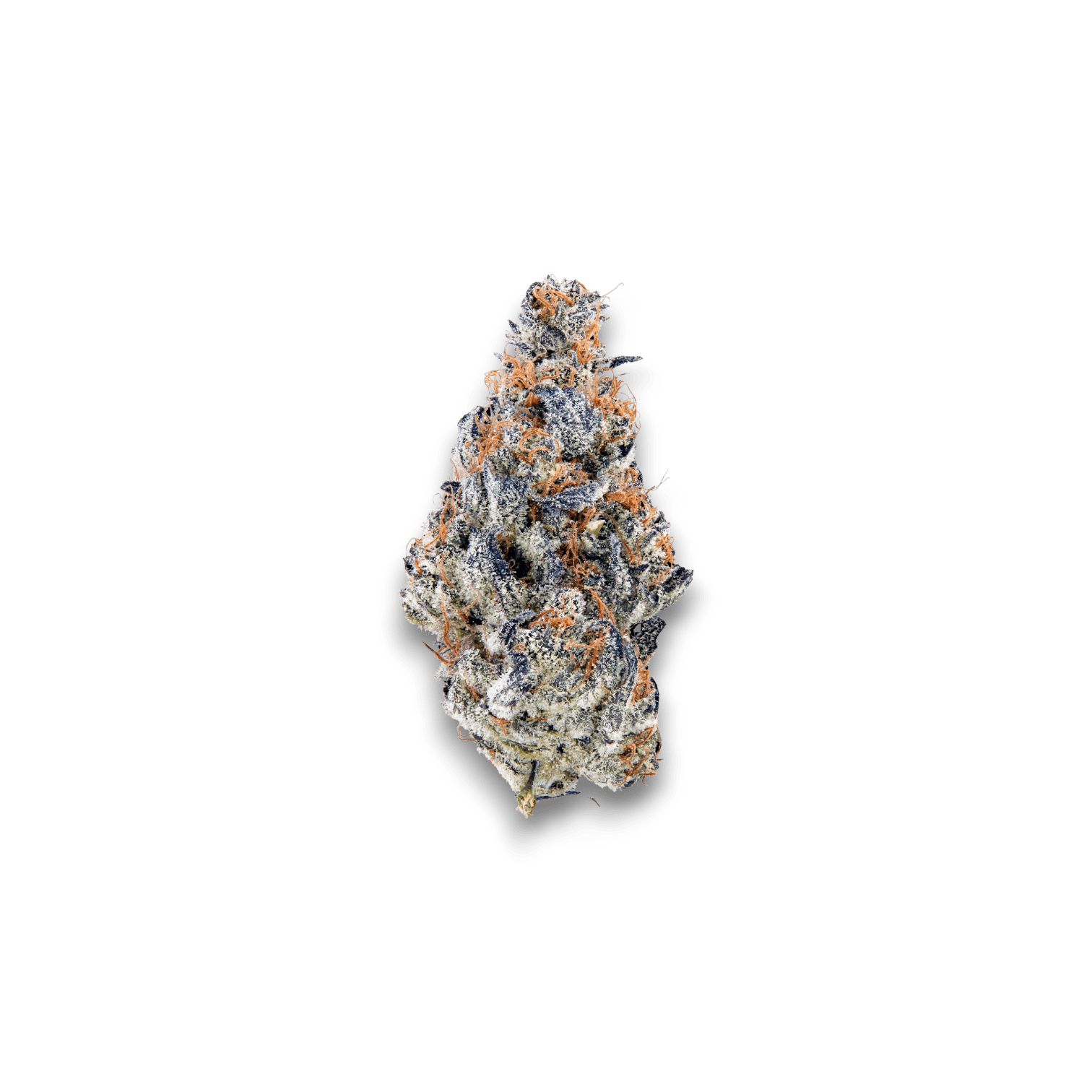 avaay Signature 19/1 MC