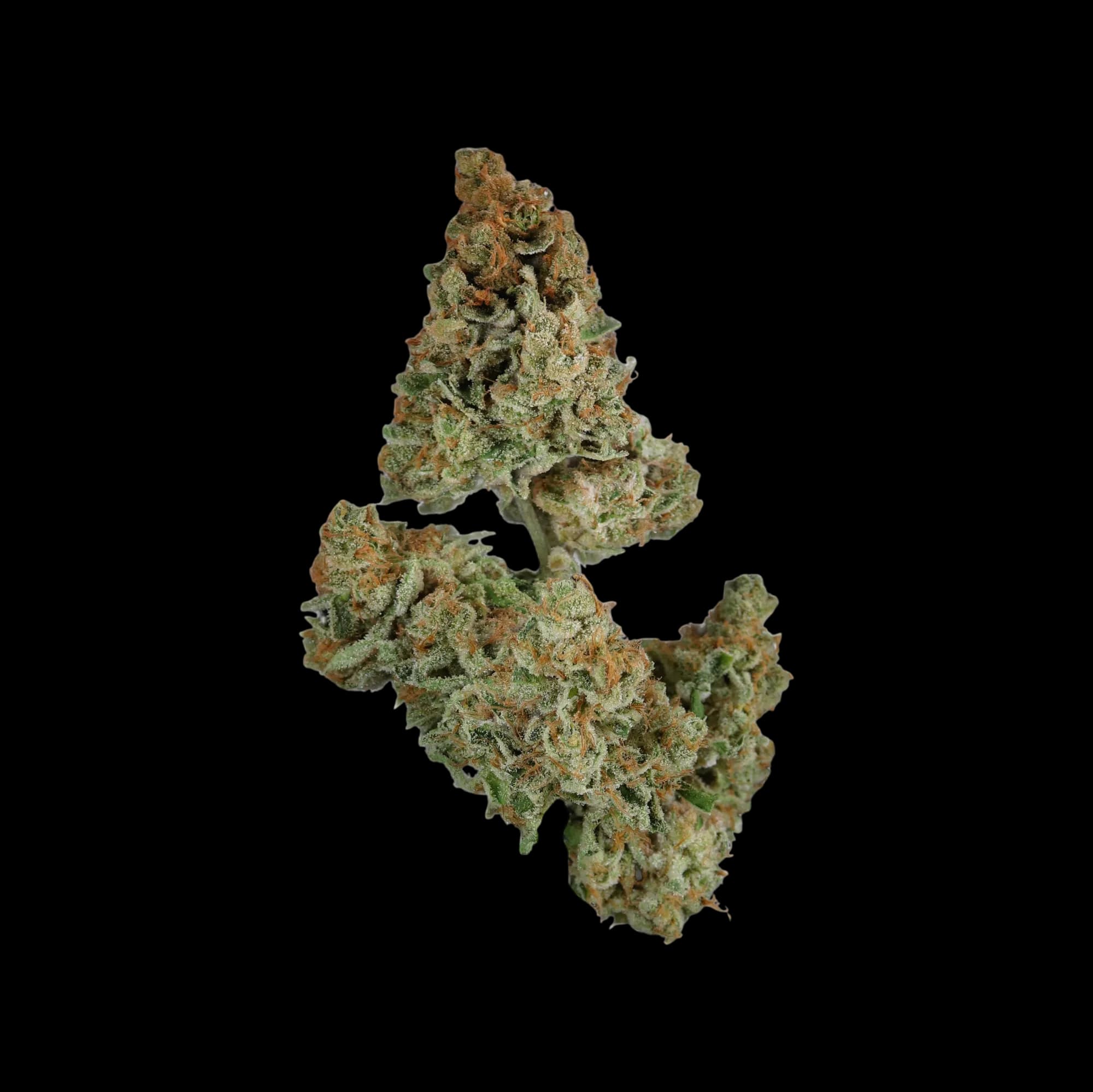 Candoro ethics 25:1 Hybrid StrBa