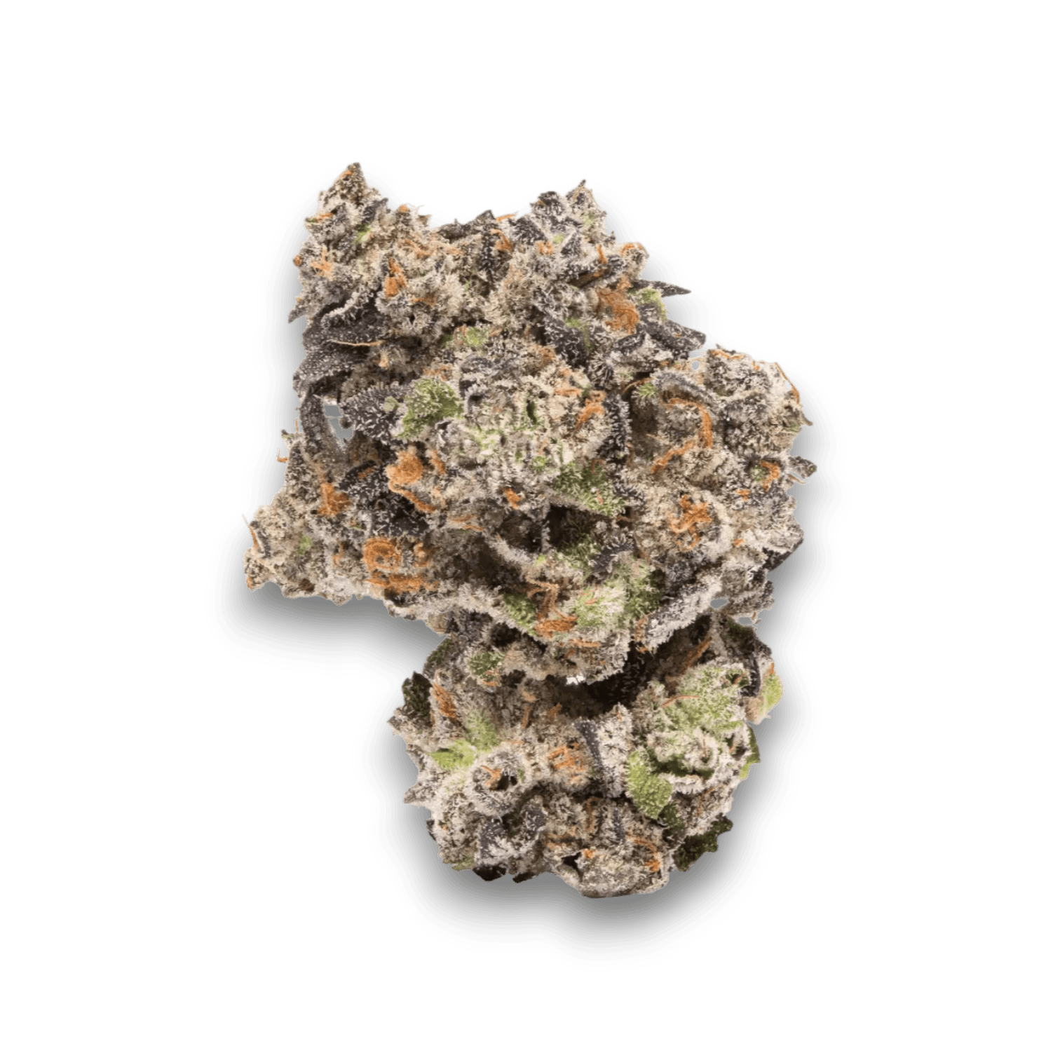 Cookies Hawaiian Rain 28/1