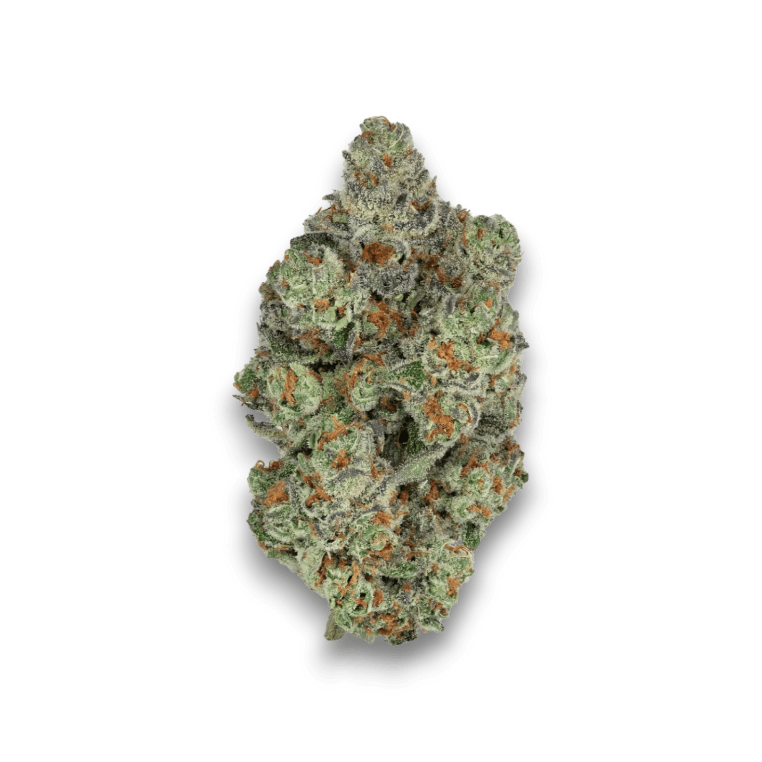 Craft Botanics 27/1 Mimosa