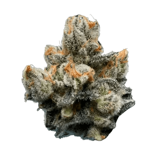 Green Karat MG 31/1