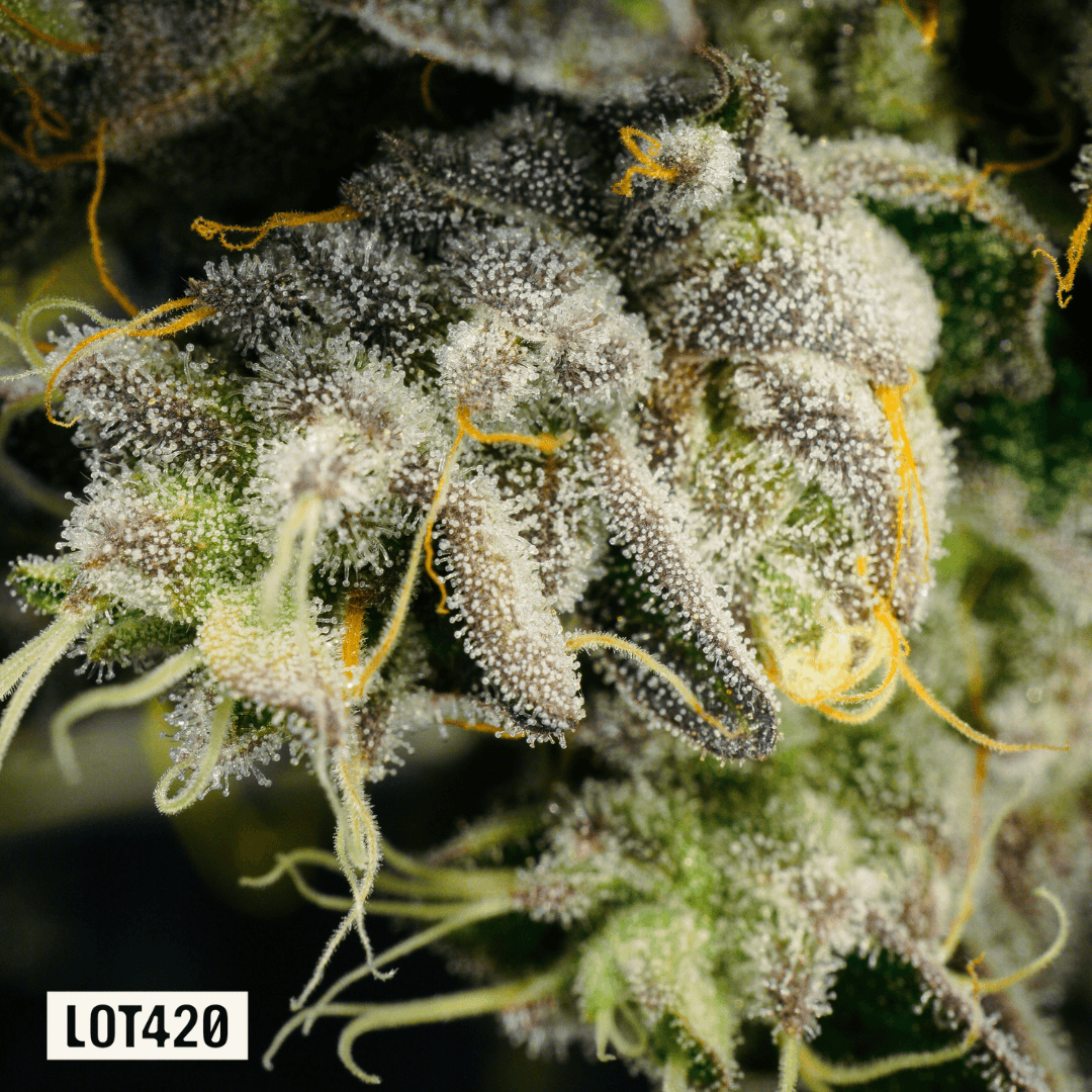 LOT 420 GLT