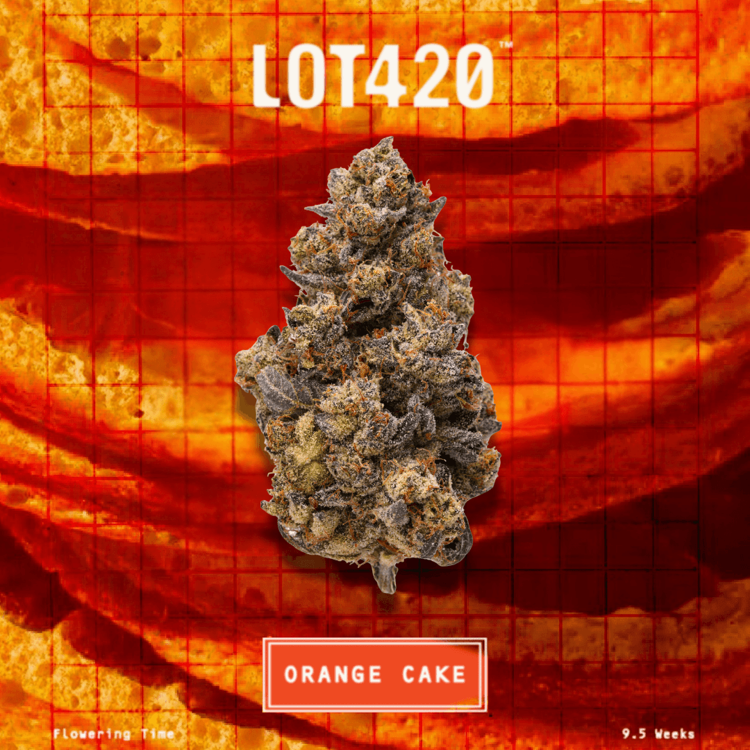 LOT 420 OC