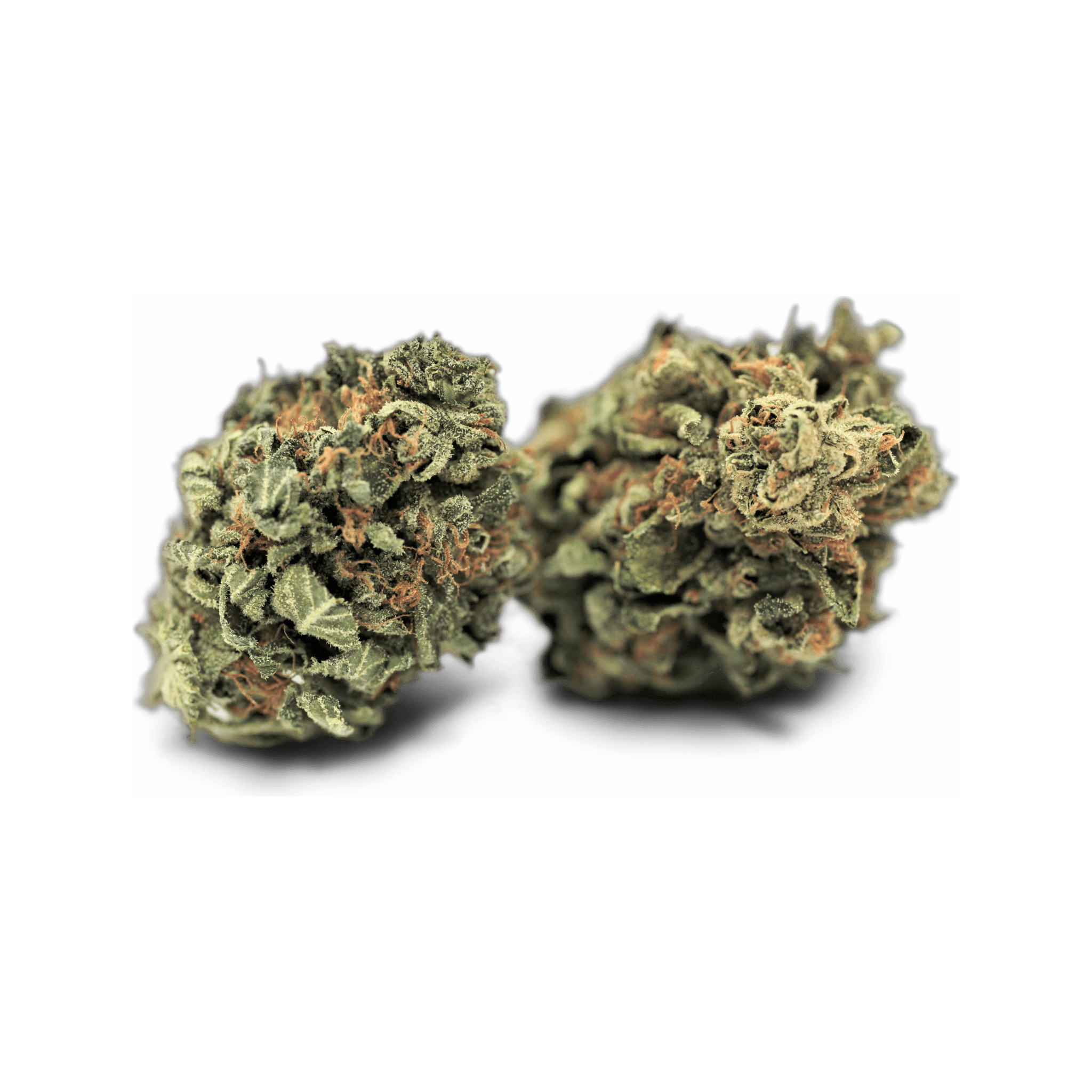 Navcora THC 18 Spotlight