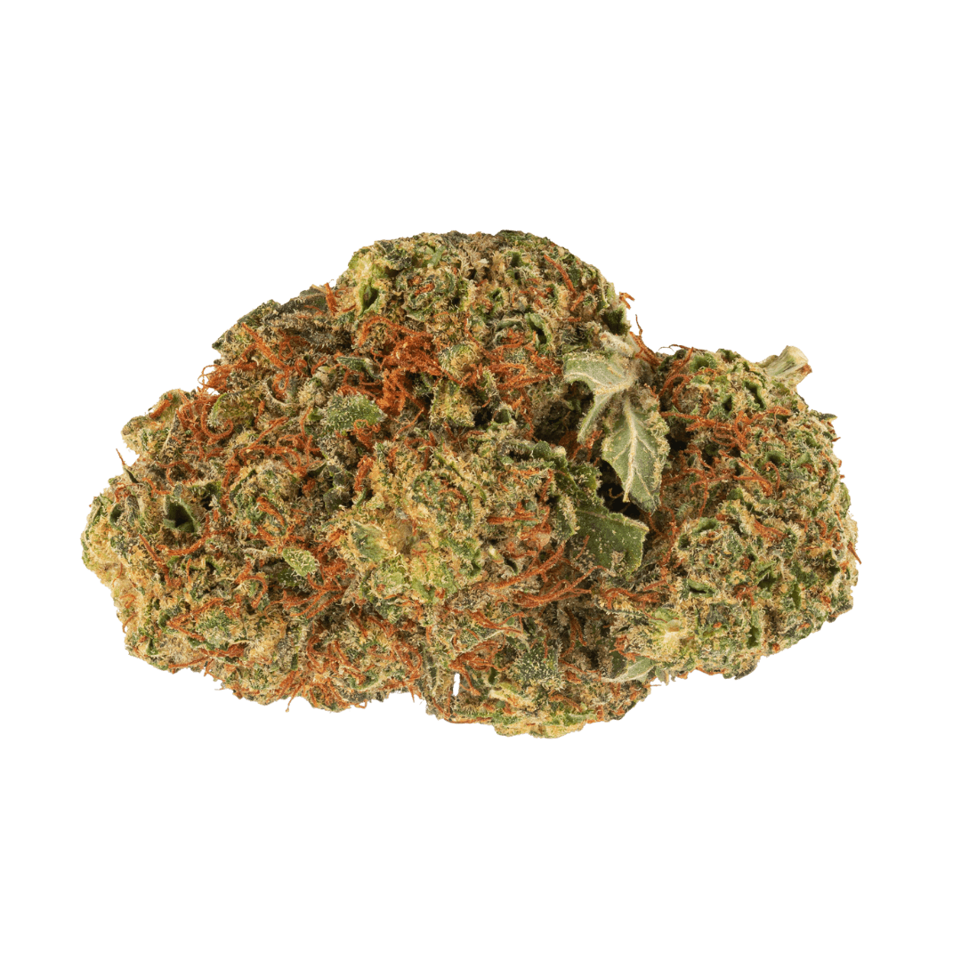 Pedanios 24/1 LAC-CA