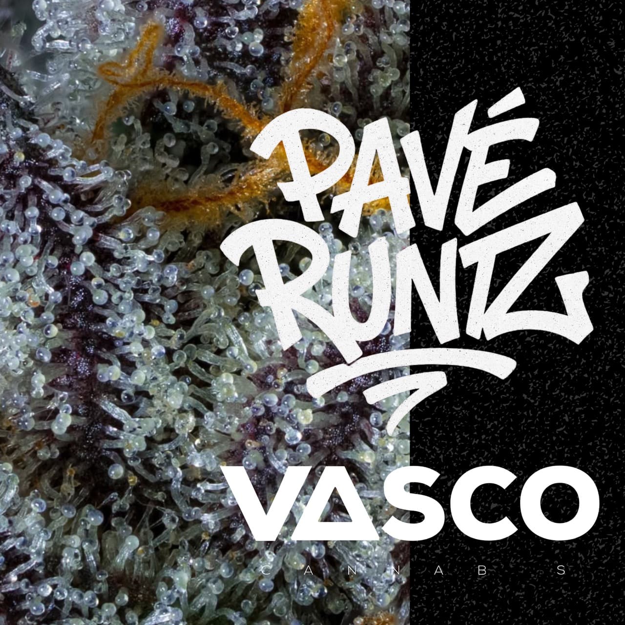 Vasco PR