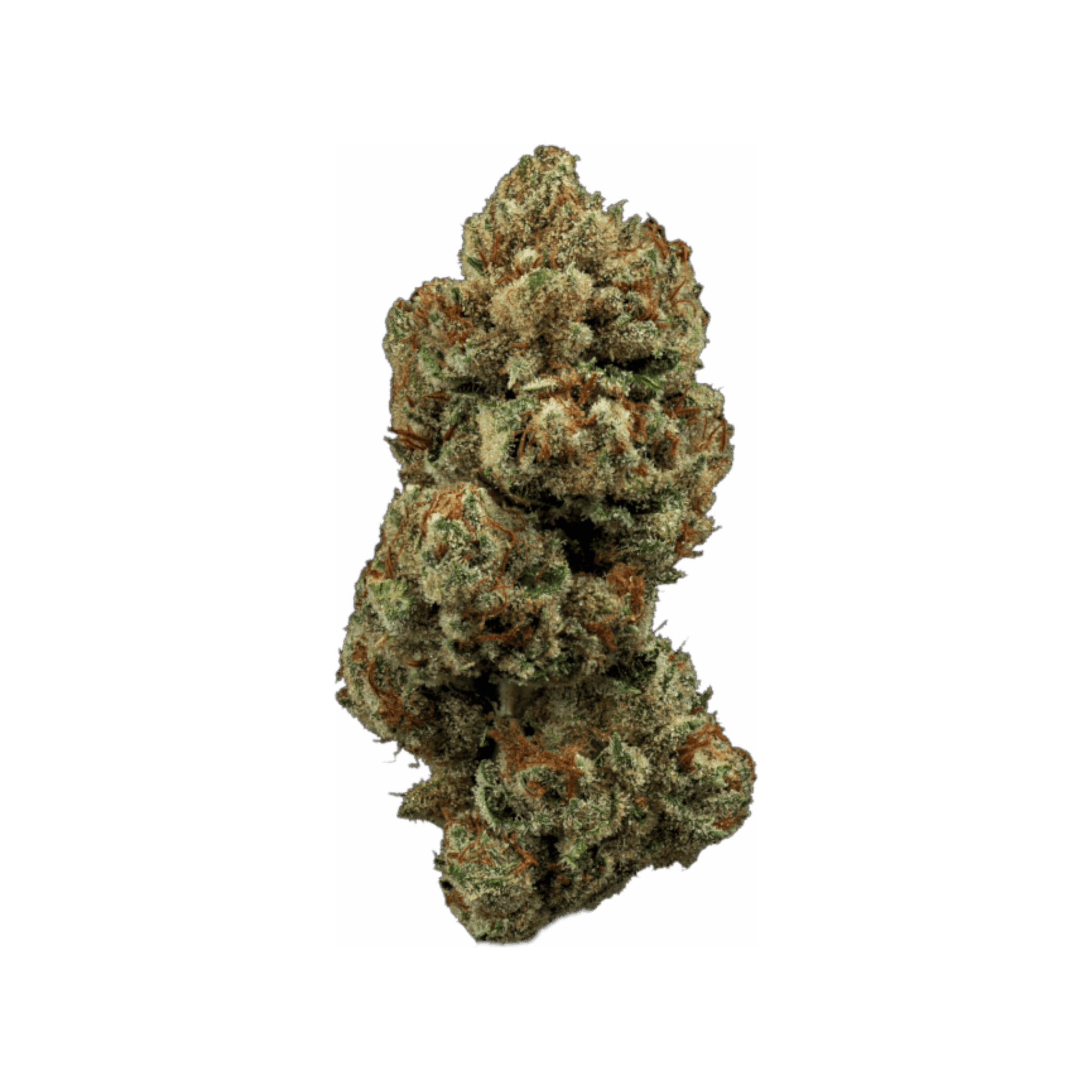 Wellford Luma 24/1 ZA SHR