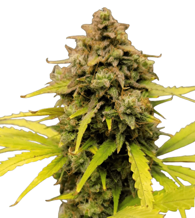 Cannabis der Sorte 24K Gold