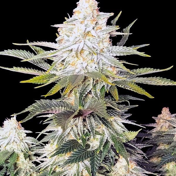 Cannabis der Sorte Amnesia