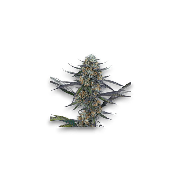 Cannabis der Sorte PK0300