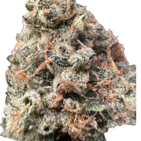 Cannabis der Sorte Animal Mintz Cross