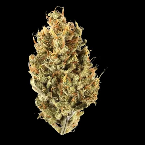 Cannabis der Sorte Sugar Cookie