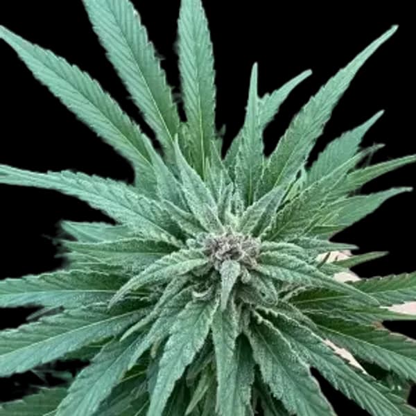 Cannabis der Sorte Chemical Bride