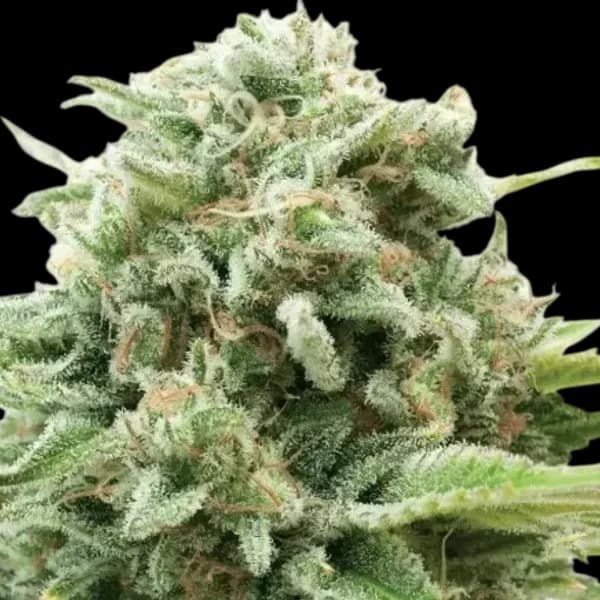 Cannabis der Sorte Juggernaut Gas Breath