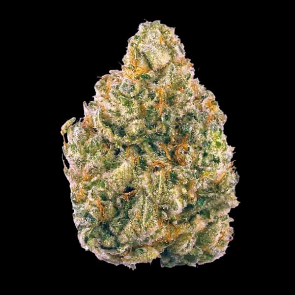 Cannabis der Sorte Hollywod