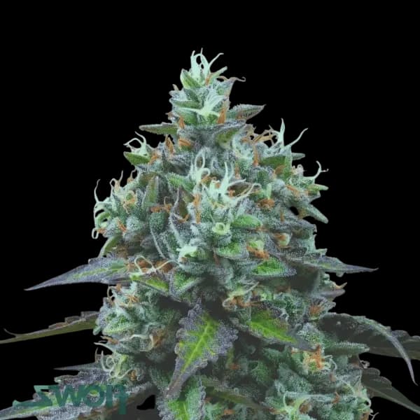 Cannabis der Sorte The Zoap