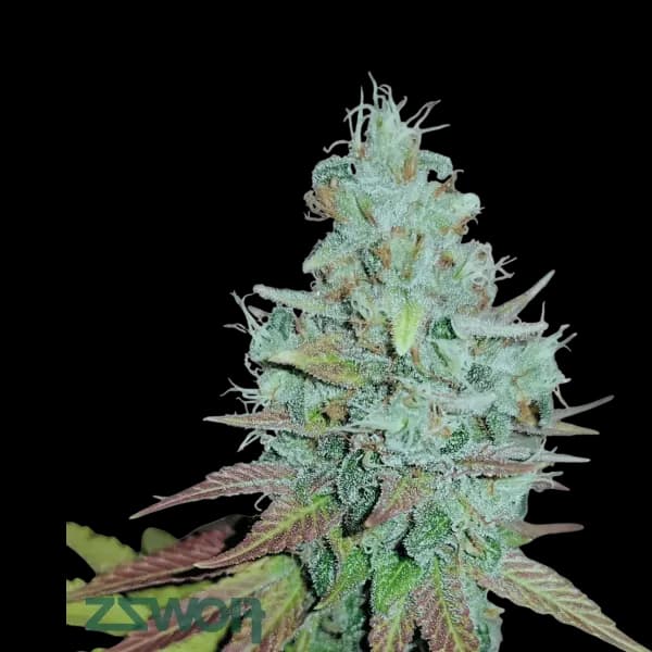 Cannabis der Sorte Rainbow Jungle