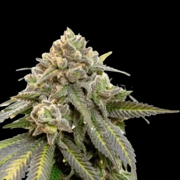 Cannabis der Sorte Scoops