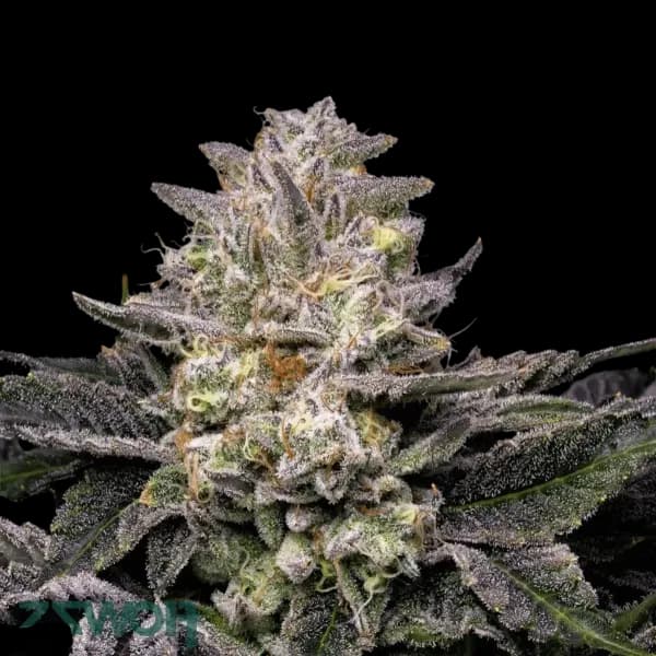 Cannabis der Sorte Notorious Gush