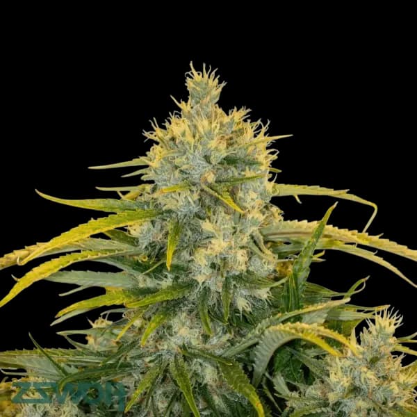 Cannabis der Sorte Golden Gauth