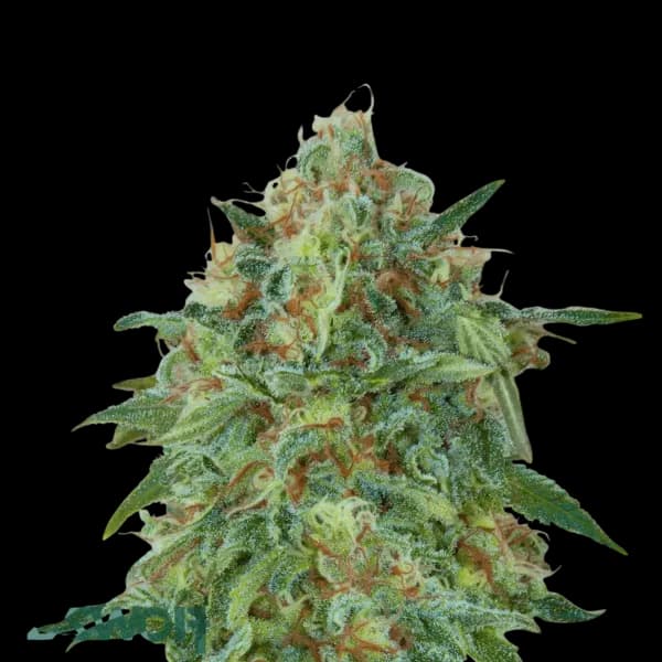 Cannabis der Sorte OZ