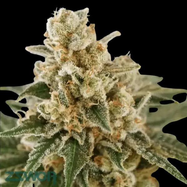 Cannabis der Sorte Orangina 2.0