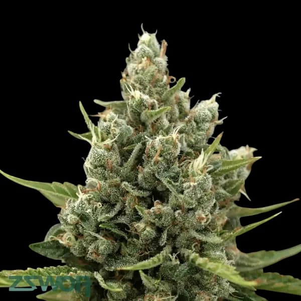 Cannabis der Sorte Super Squishee