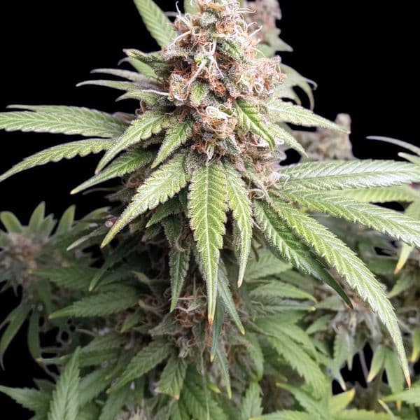 Cannabis der Sorte Afghan Fast