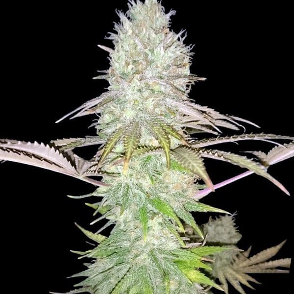 Cannabis der Sorte Big Jack