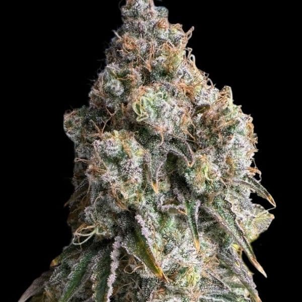 Cannabis der Sorte Wifi OG Haze