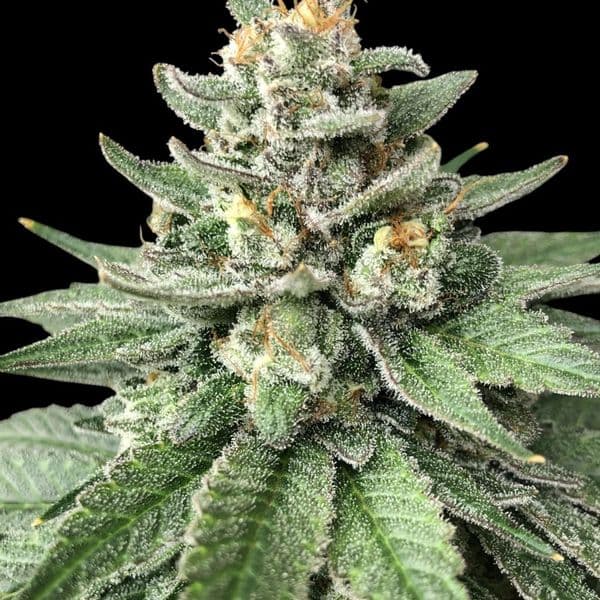 Cannabis der Sorte White Widow Regular