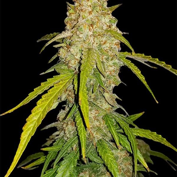 Cannabis der Sorte Auto White Widow