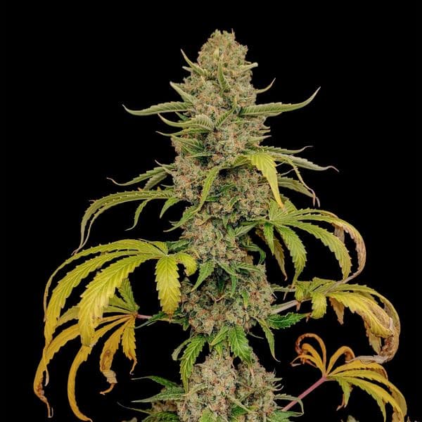 Cannabis der Sorte White Afghan