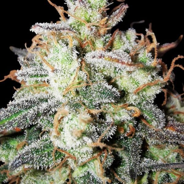 Cannabis der Sorte Tropicana Cookies Purple