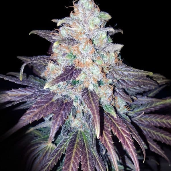 Cannabis der Sorte Bruce Banner x White Russian