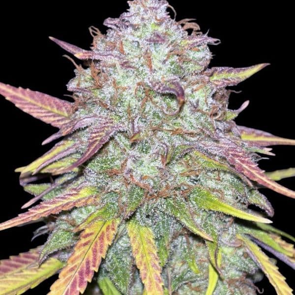 Cannabis der Sorte Auto Strawberry Zkittlez