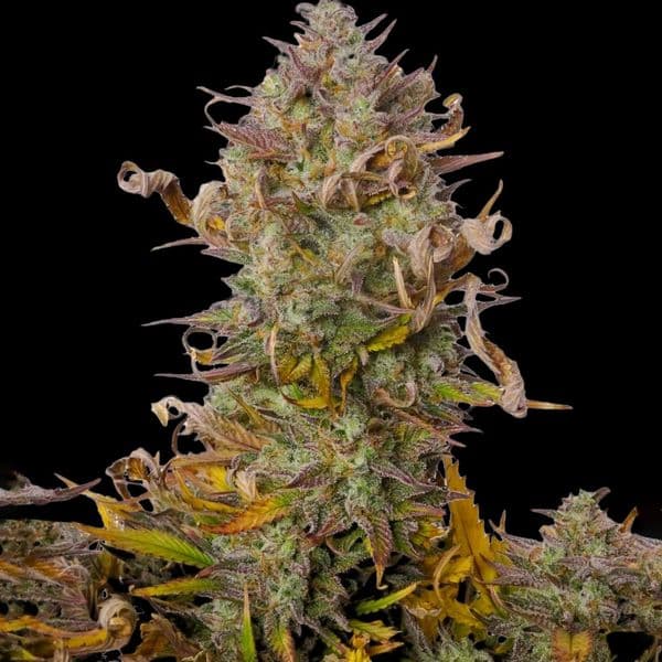Cannabis der Sorte Auto Strawberry Banana XL
