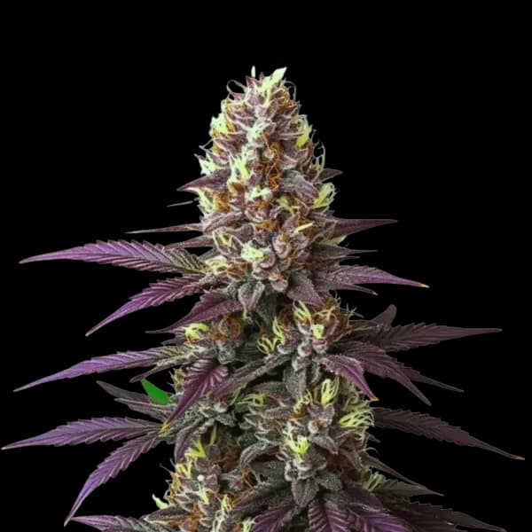 Cannabis der Sorte Bunatic